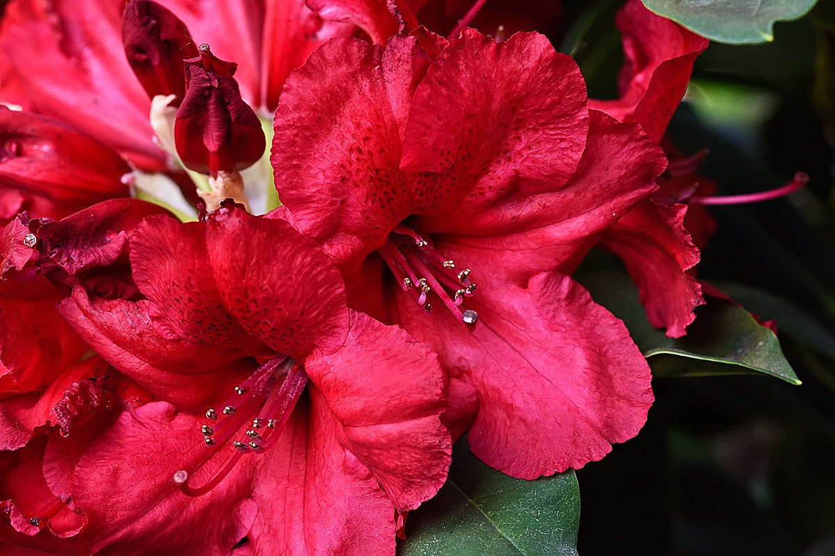 Rhododendron