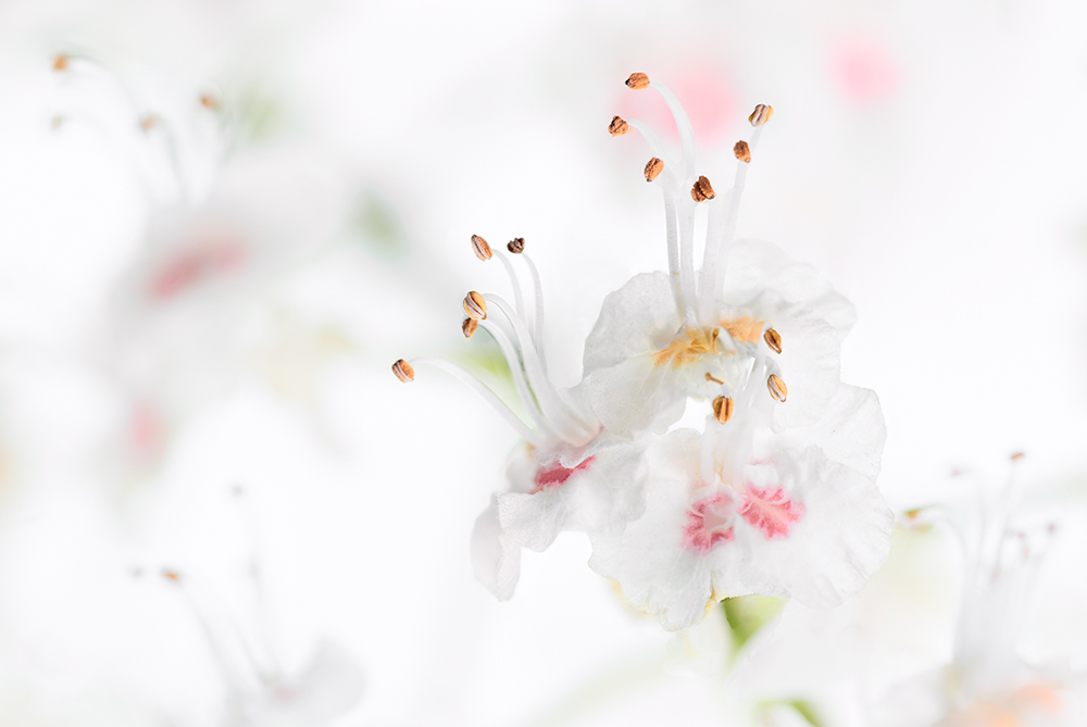 sull'ippocastano flowers