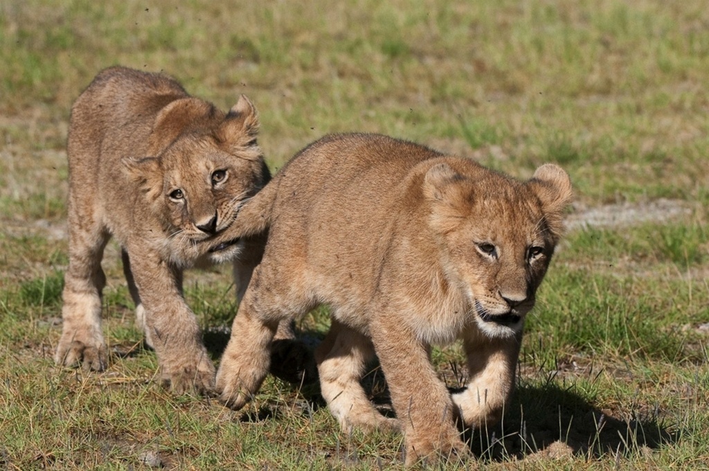 Captured - Tanzania Ndutu