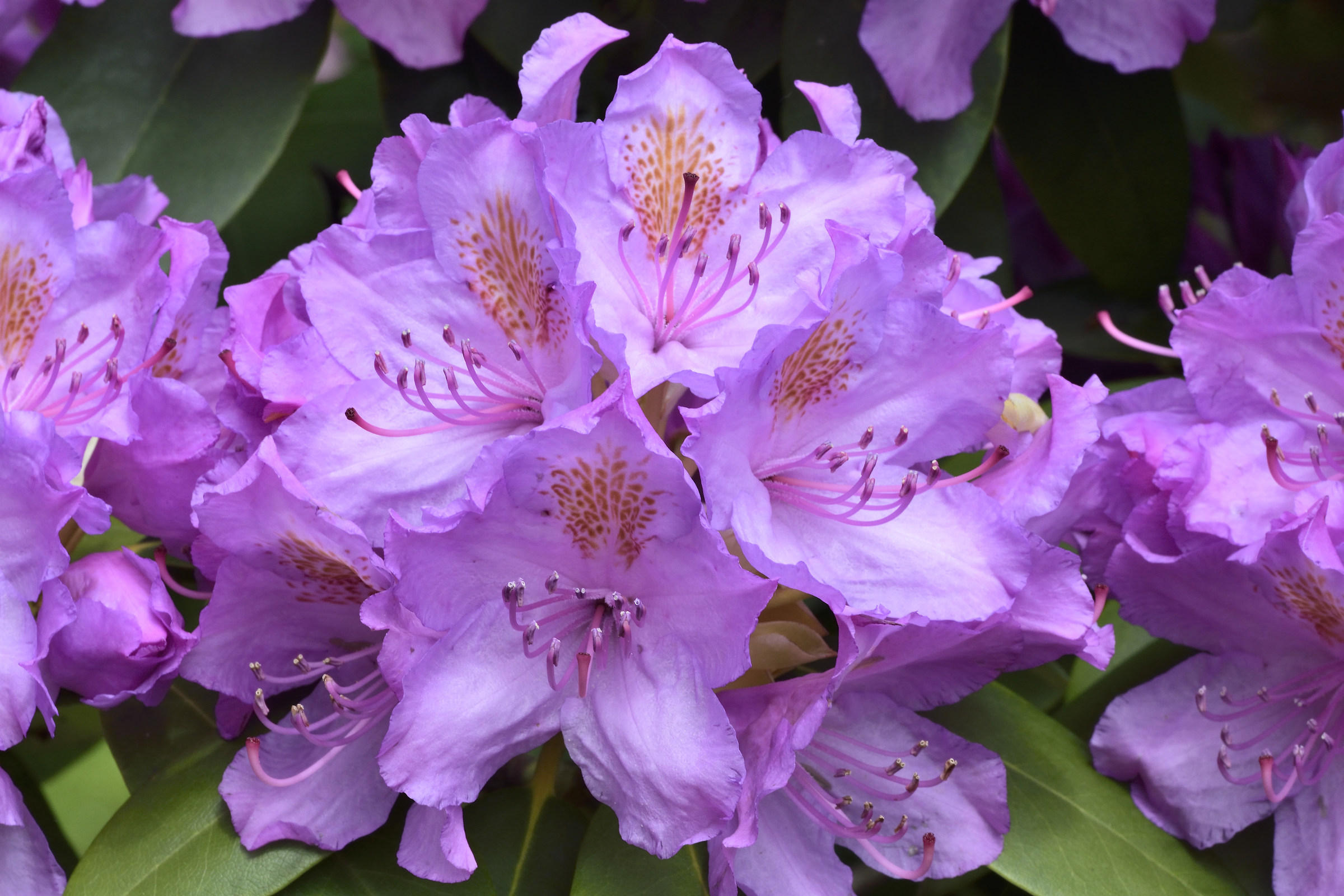 rhododendron