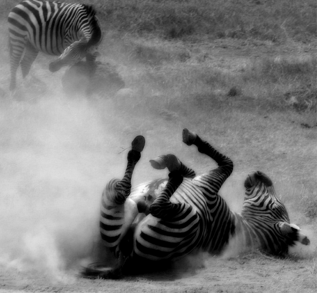 Zebras in the dust - Tanzania Ngorongoro Crater
