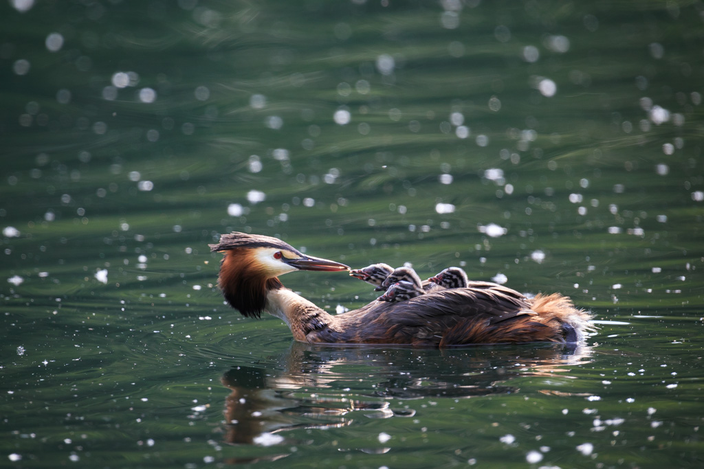 grebes