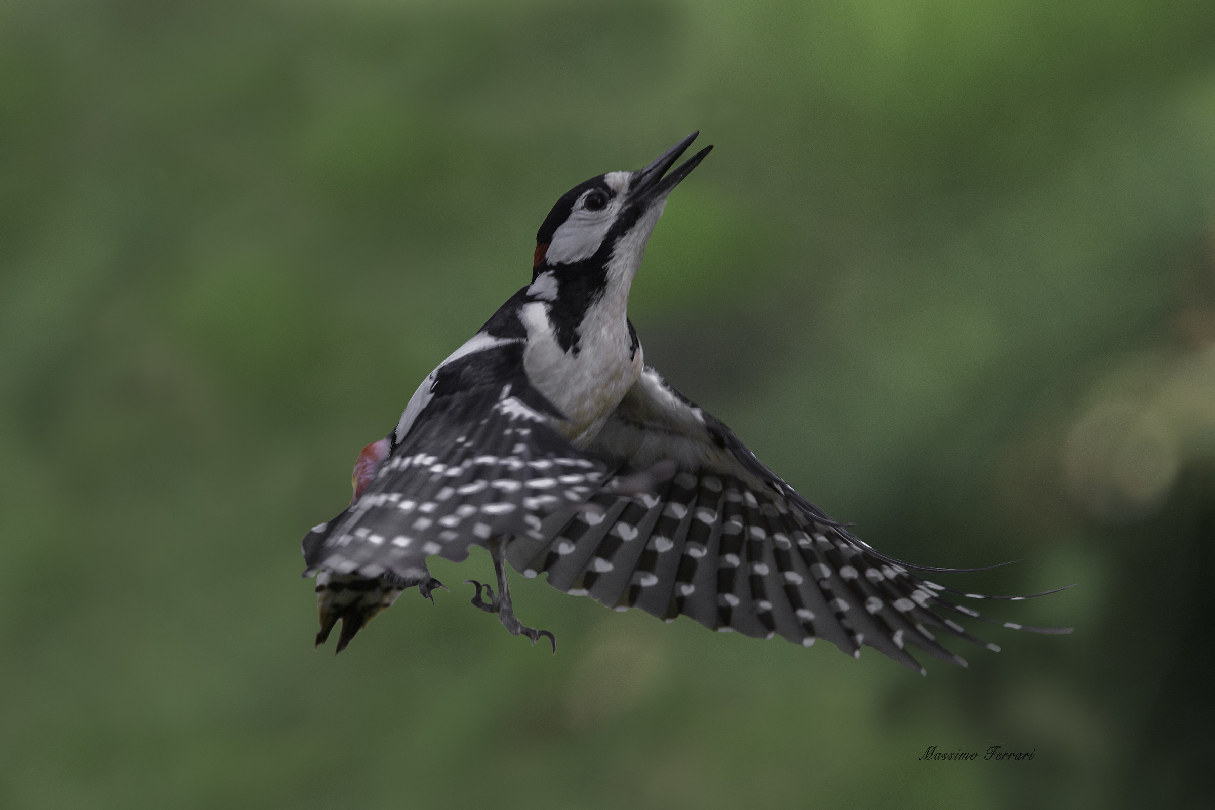 Picchio in fase di atterraggio su tronvo