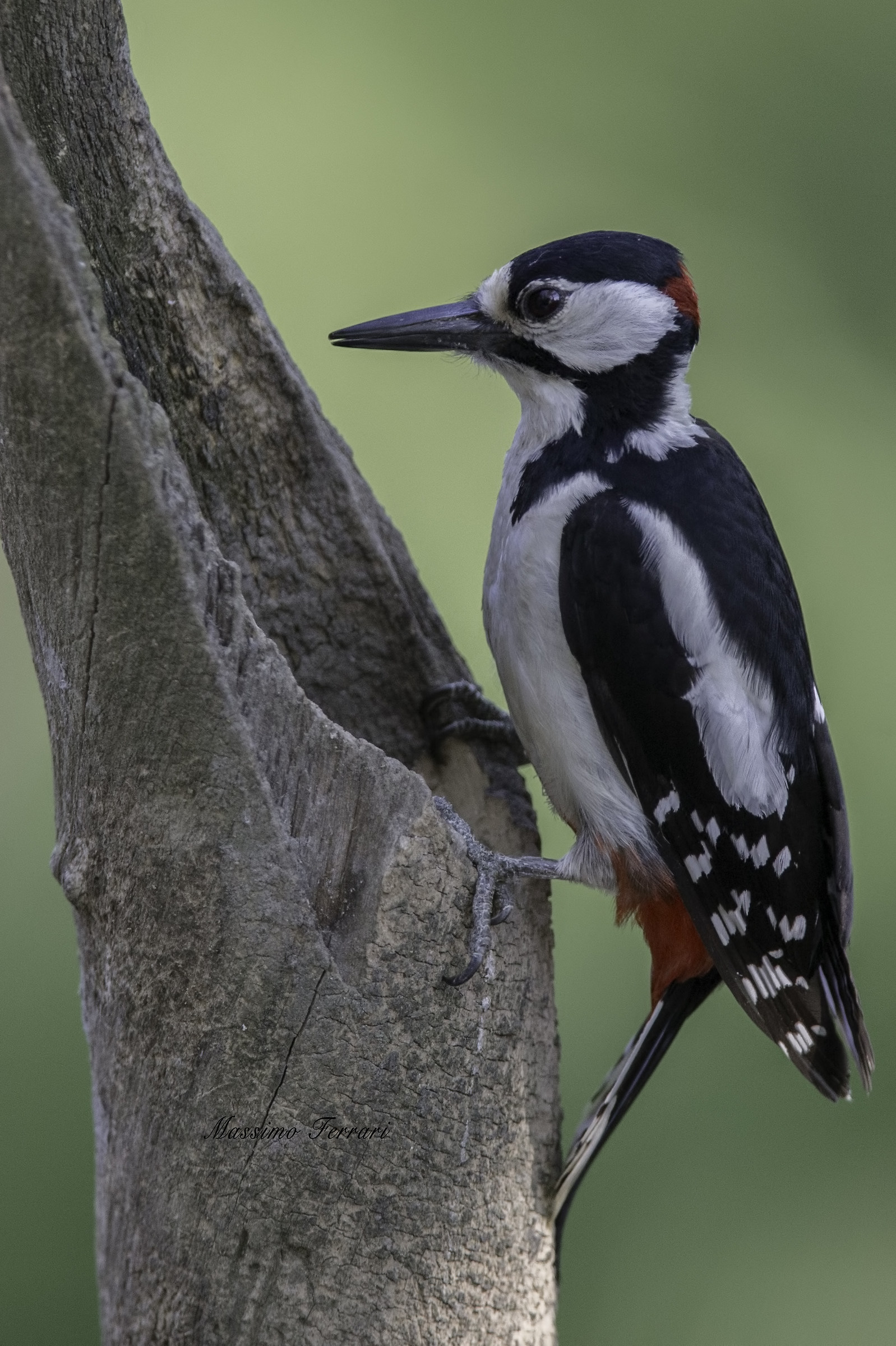 Picchio incuriosito da un buco nel tronco