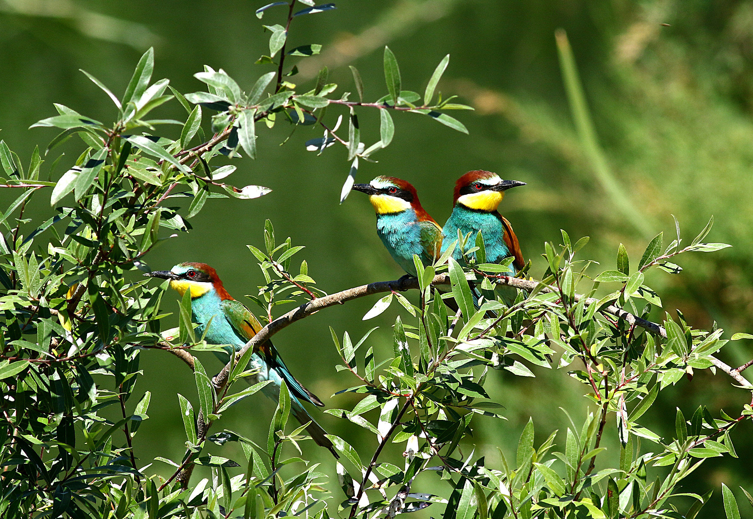 Bee-eaters of Sicily.