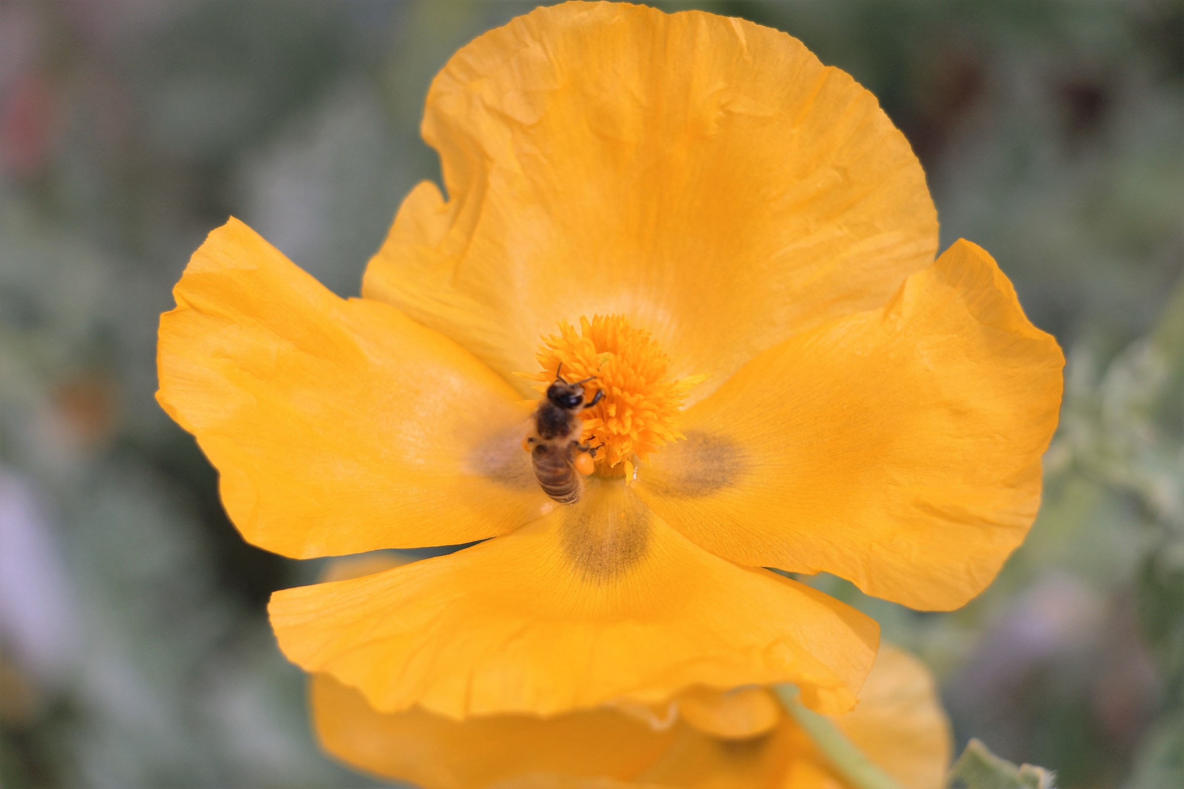 Ape sul papavero giallo