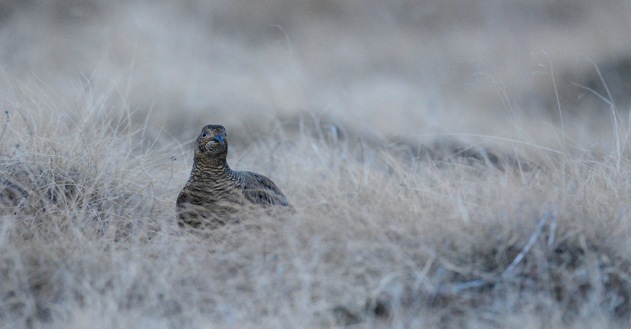 Gallo forcello femmina
