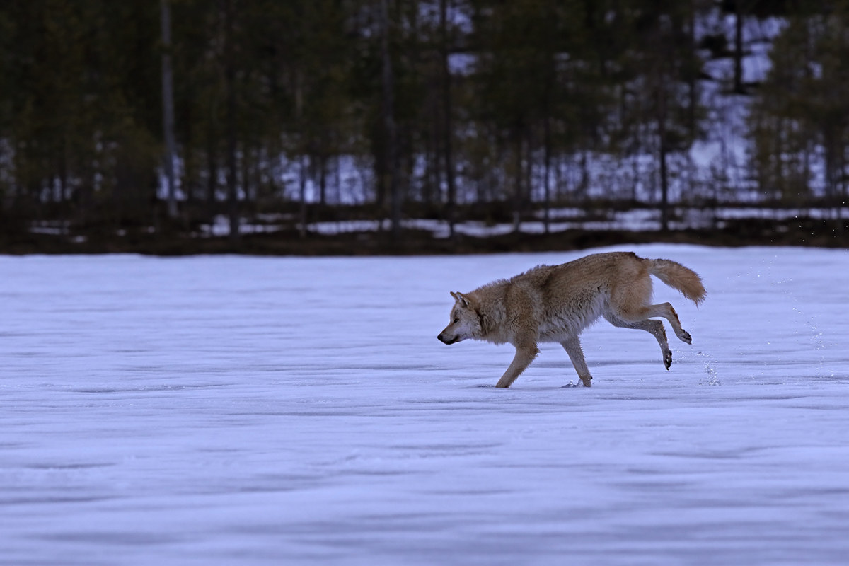Wolf on ice