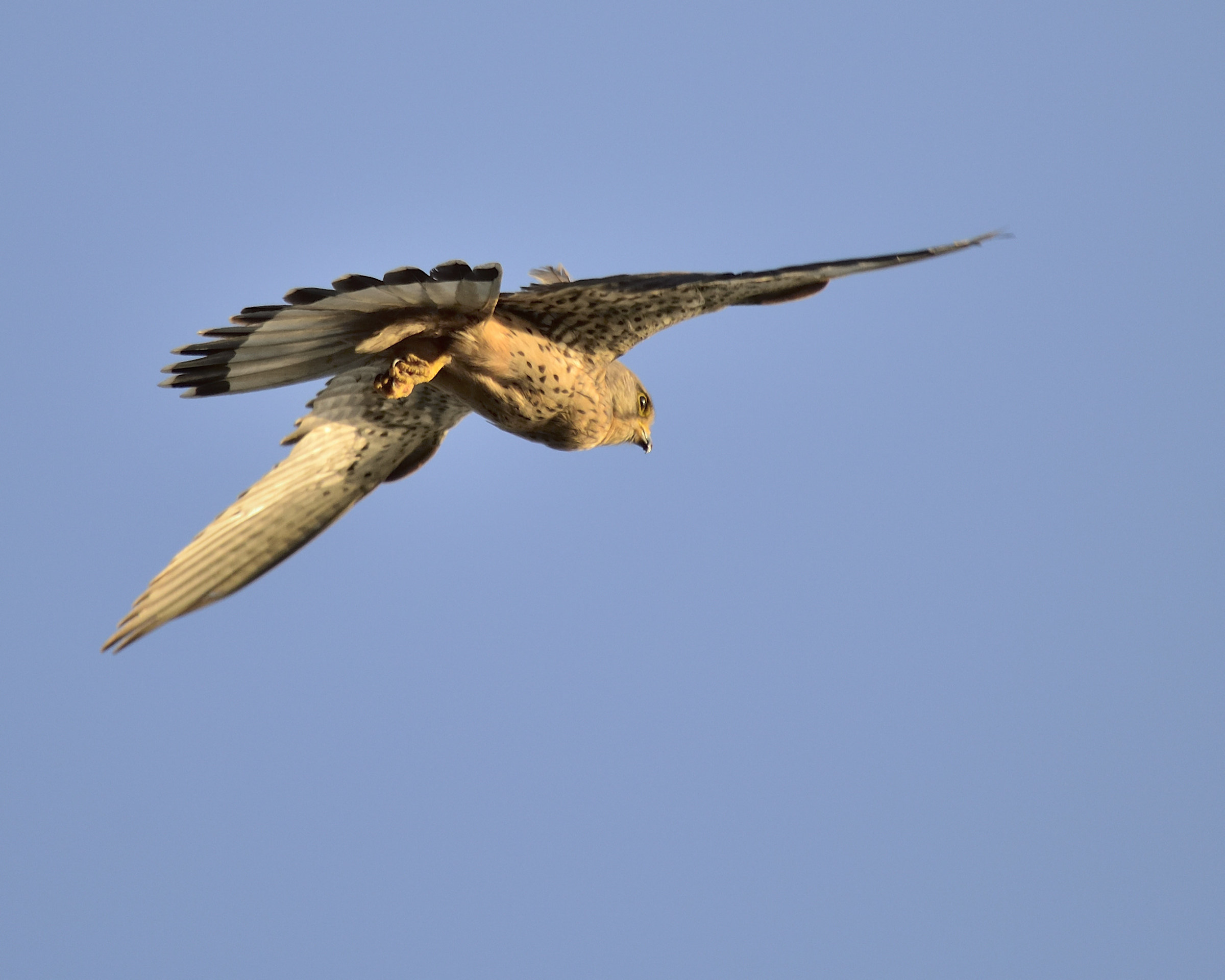 Sometimes They Come Back ... Kestrel