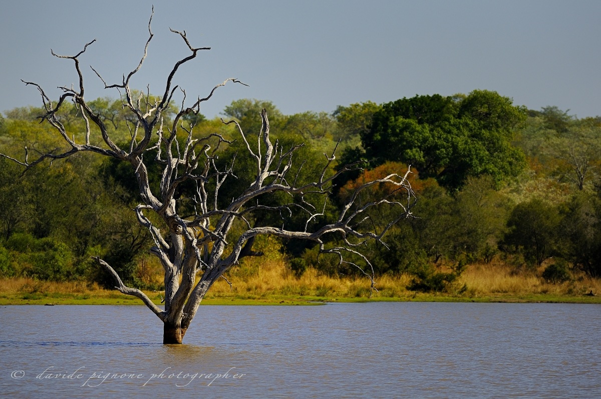 kruger park