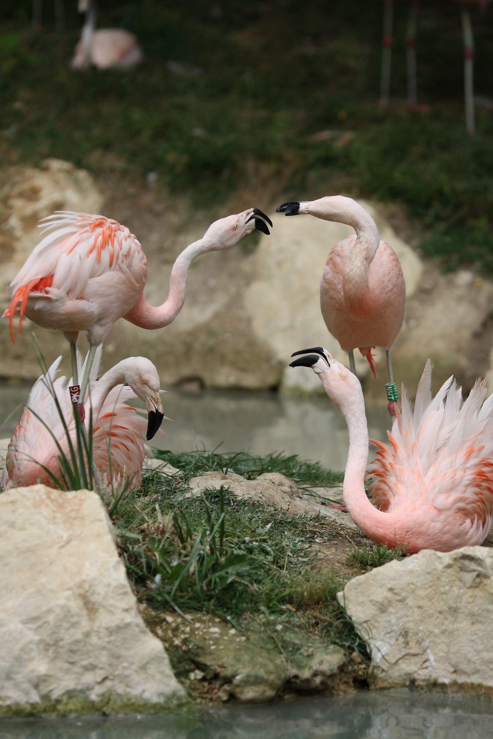 flamingos