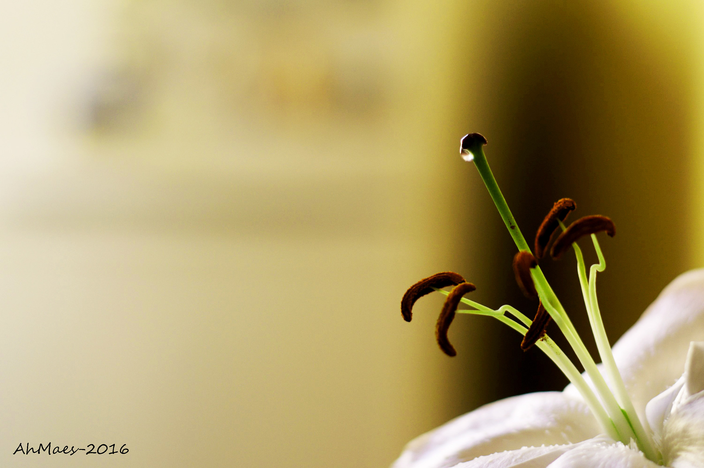 Aspettando... Chicc?