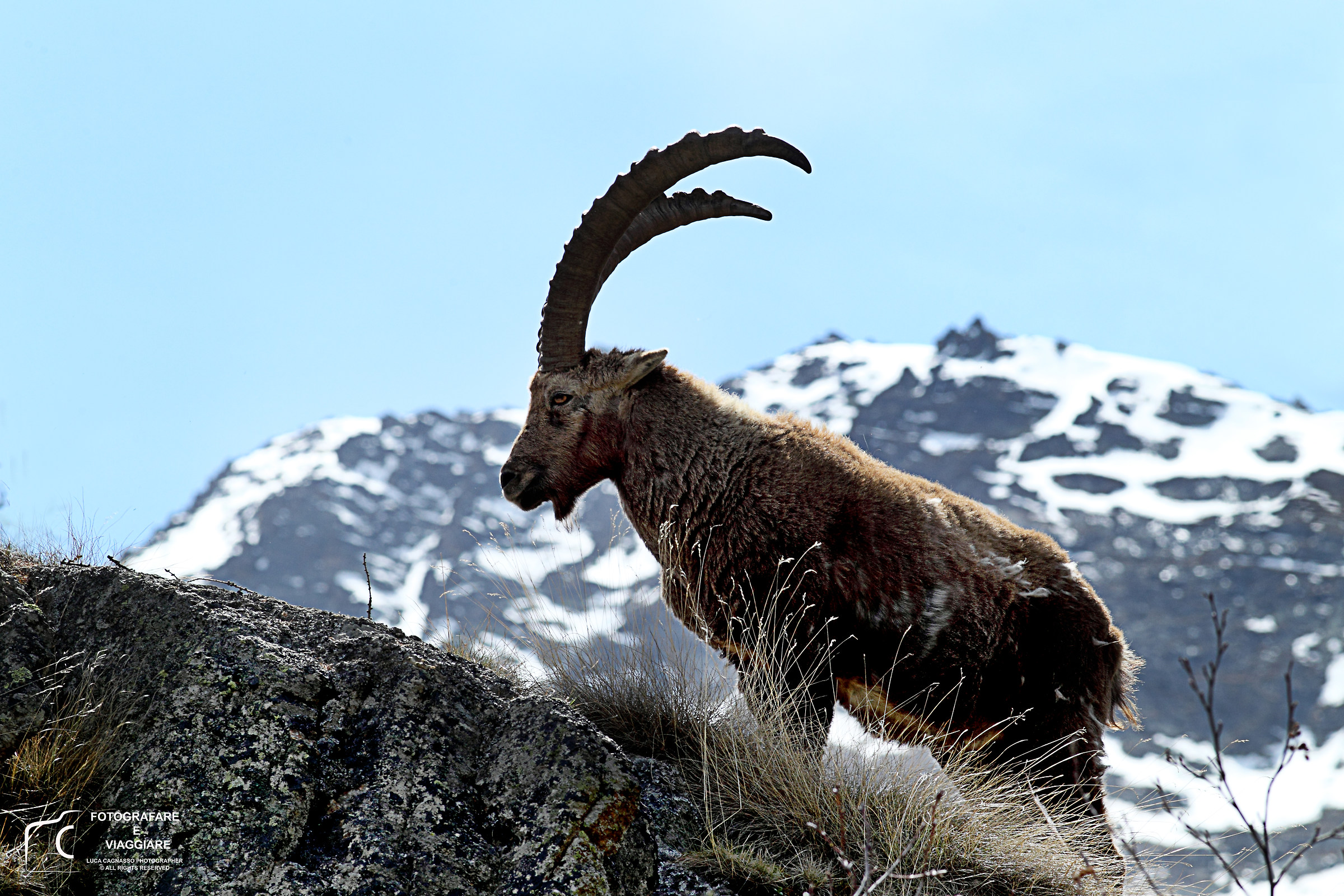 ibex Adult
