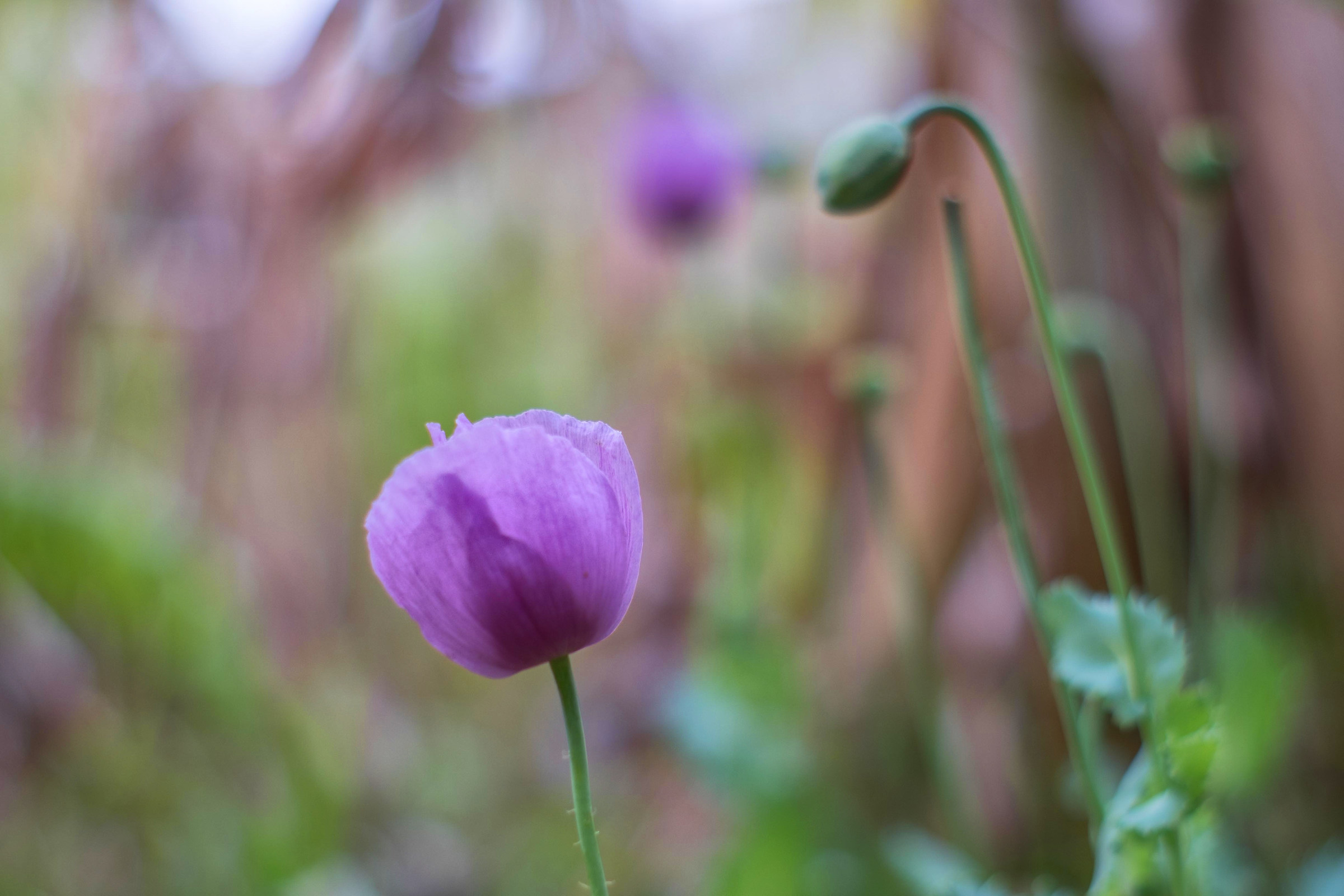 purple poppy