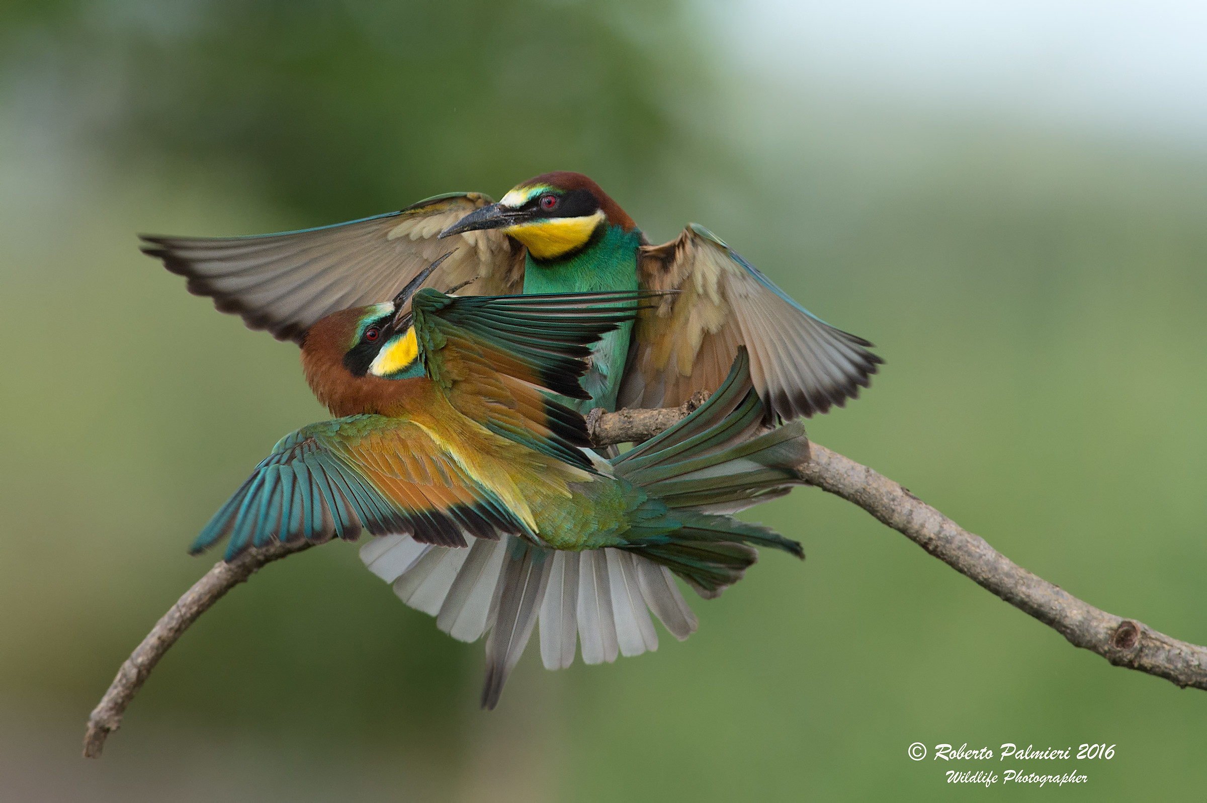 Gruccione (Merops apiaster) Lotta per il posatoio