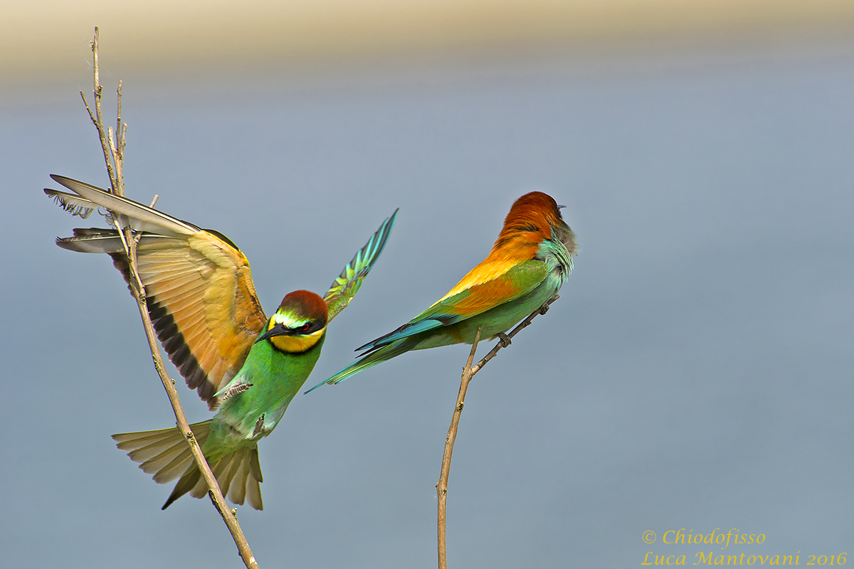 Aiuto,  torre di controllo ho un problema all'ala!!!!!!