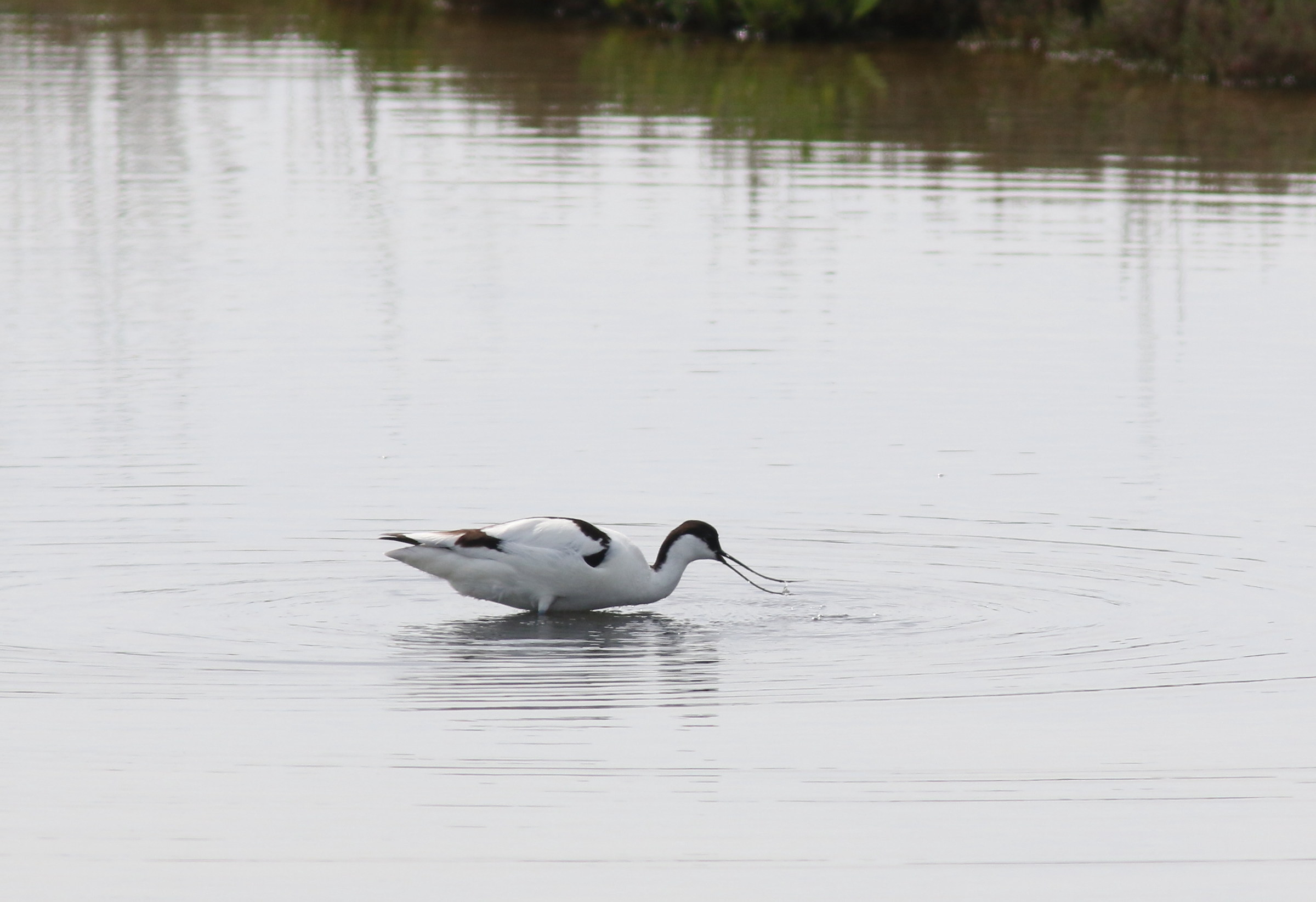 avocetta