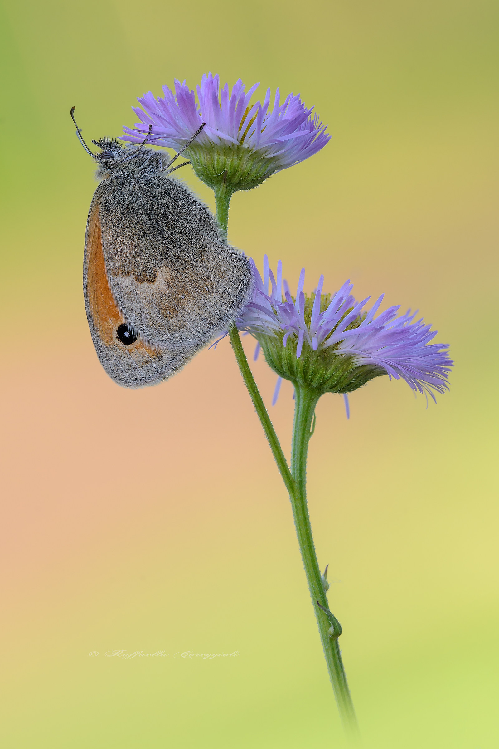 Coenonympha pamphilus