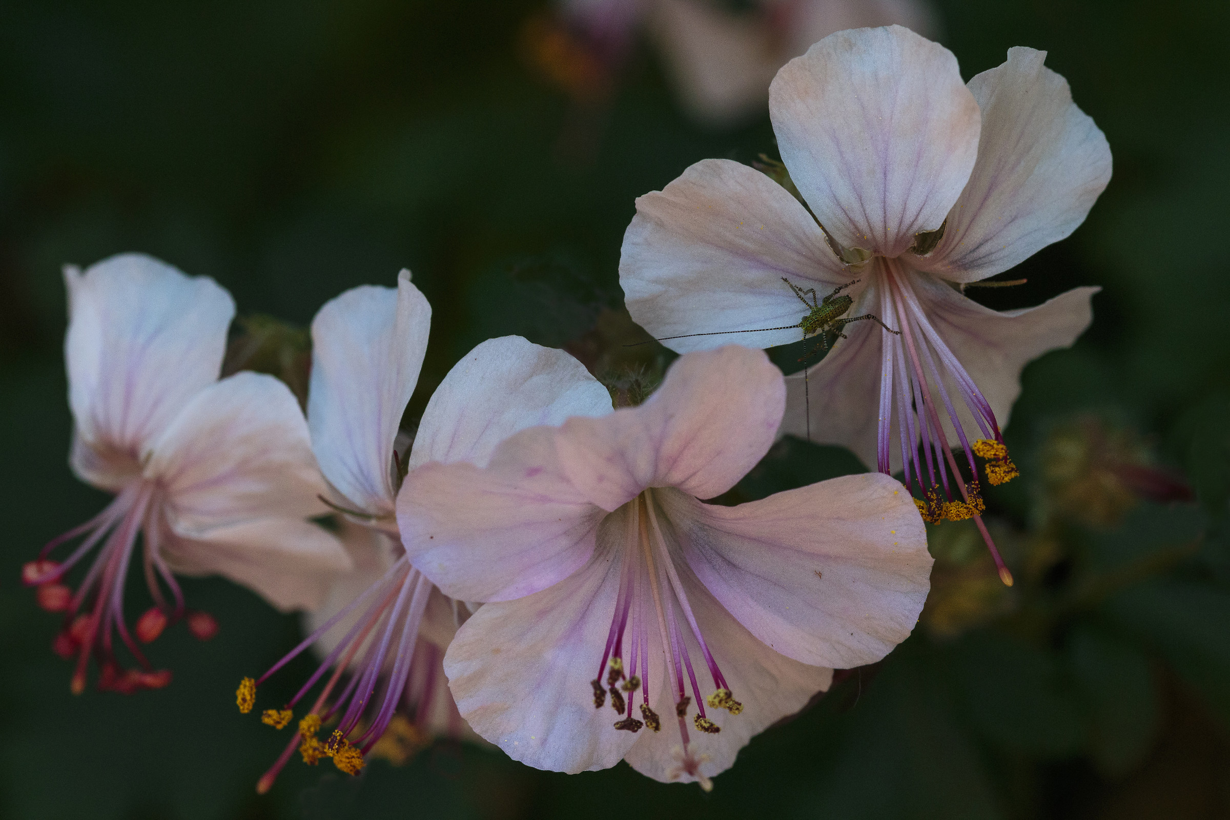 Pelargonium crispum with insect.