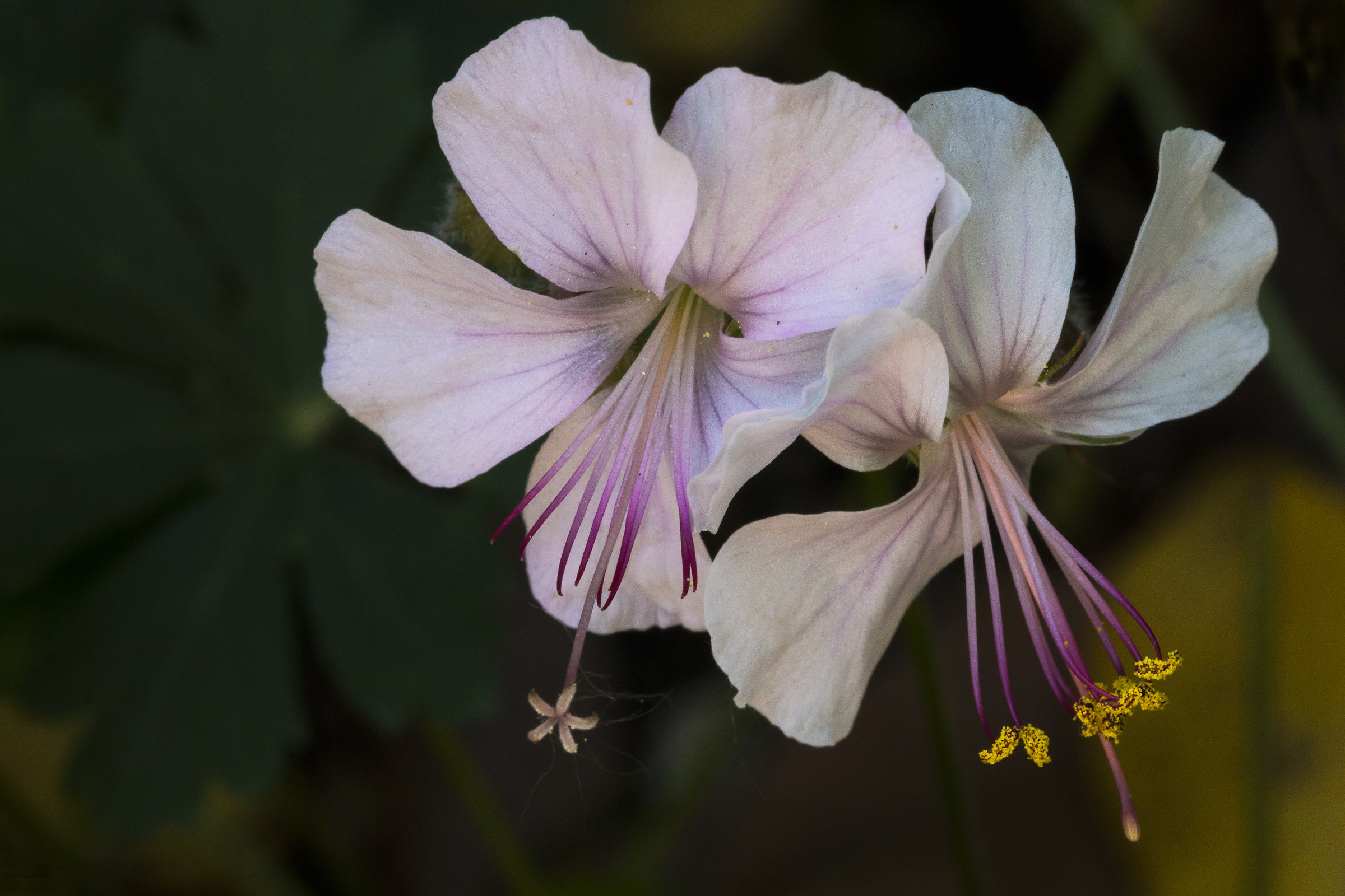 Pelargonium crispum.