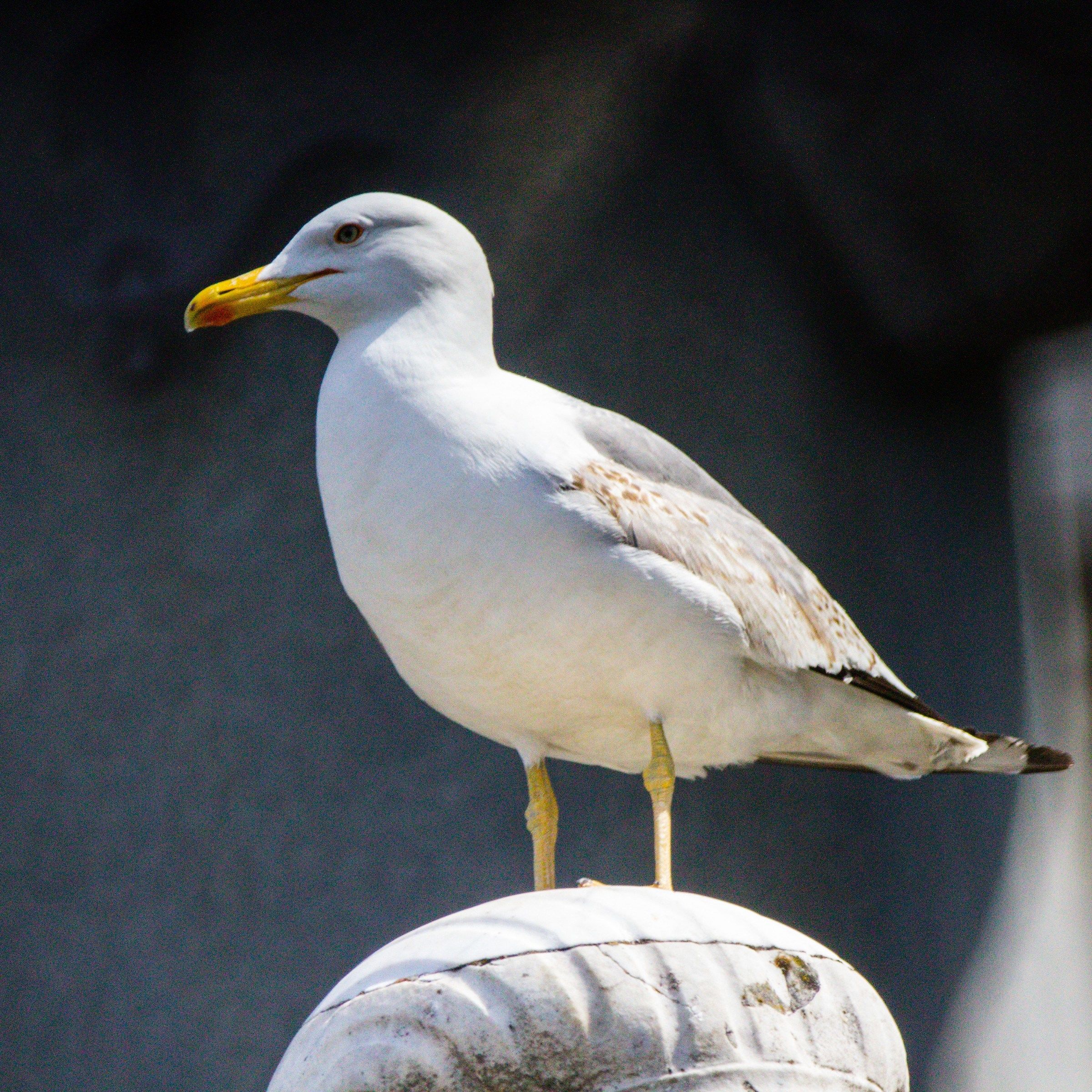 Urban seagull