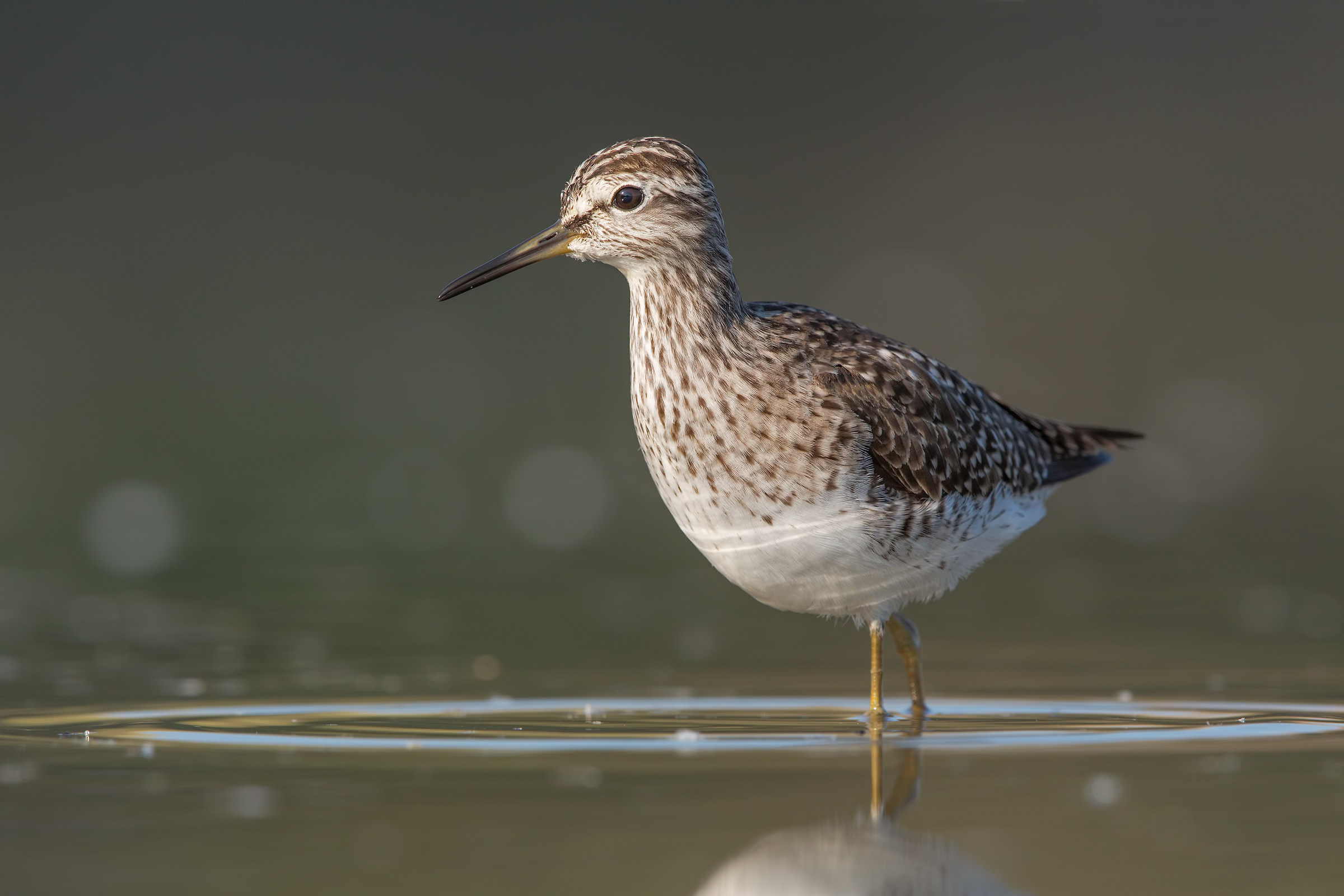 Piro piro boschereccio