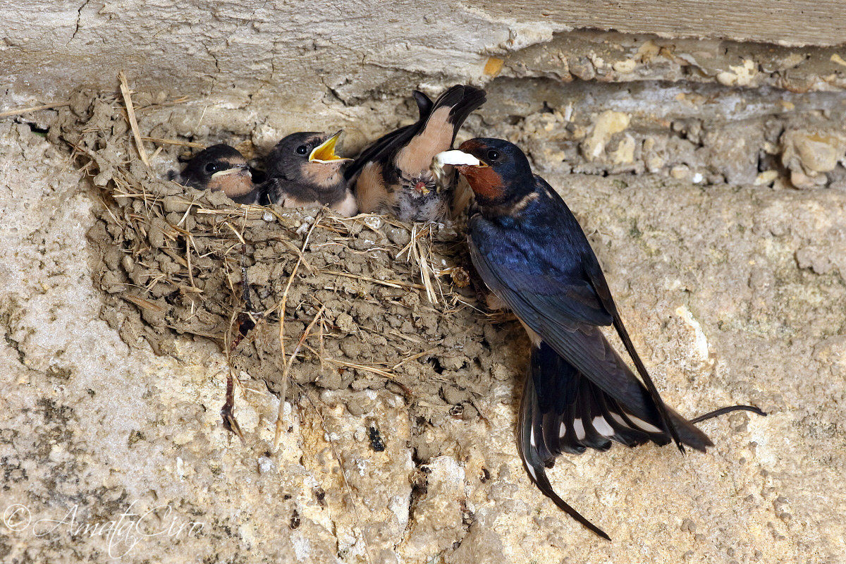 Rondine comune - cambio pannolino