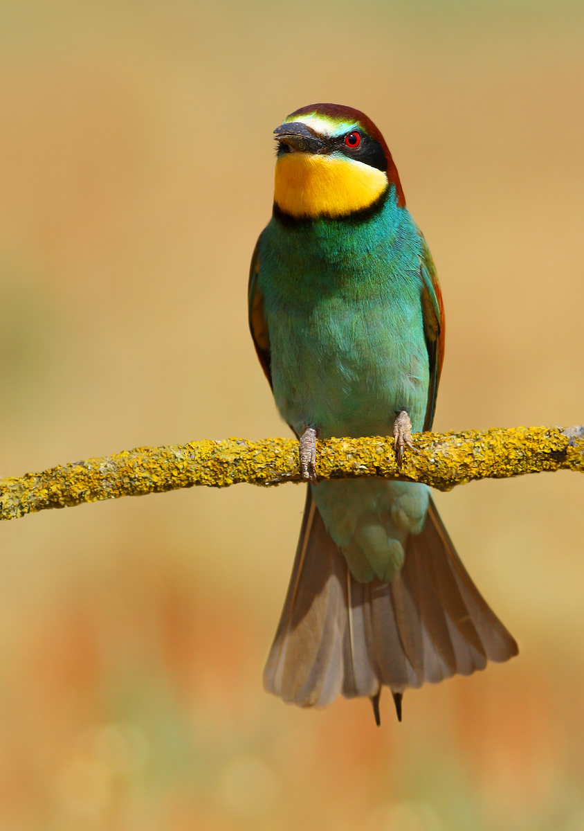 Bee Eater