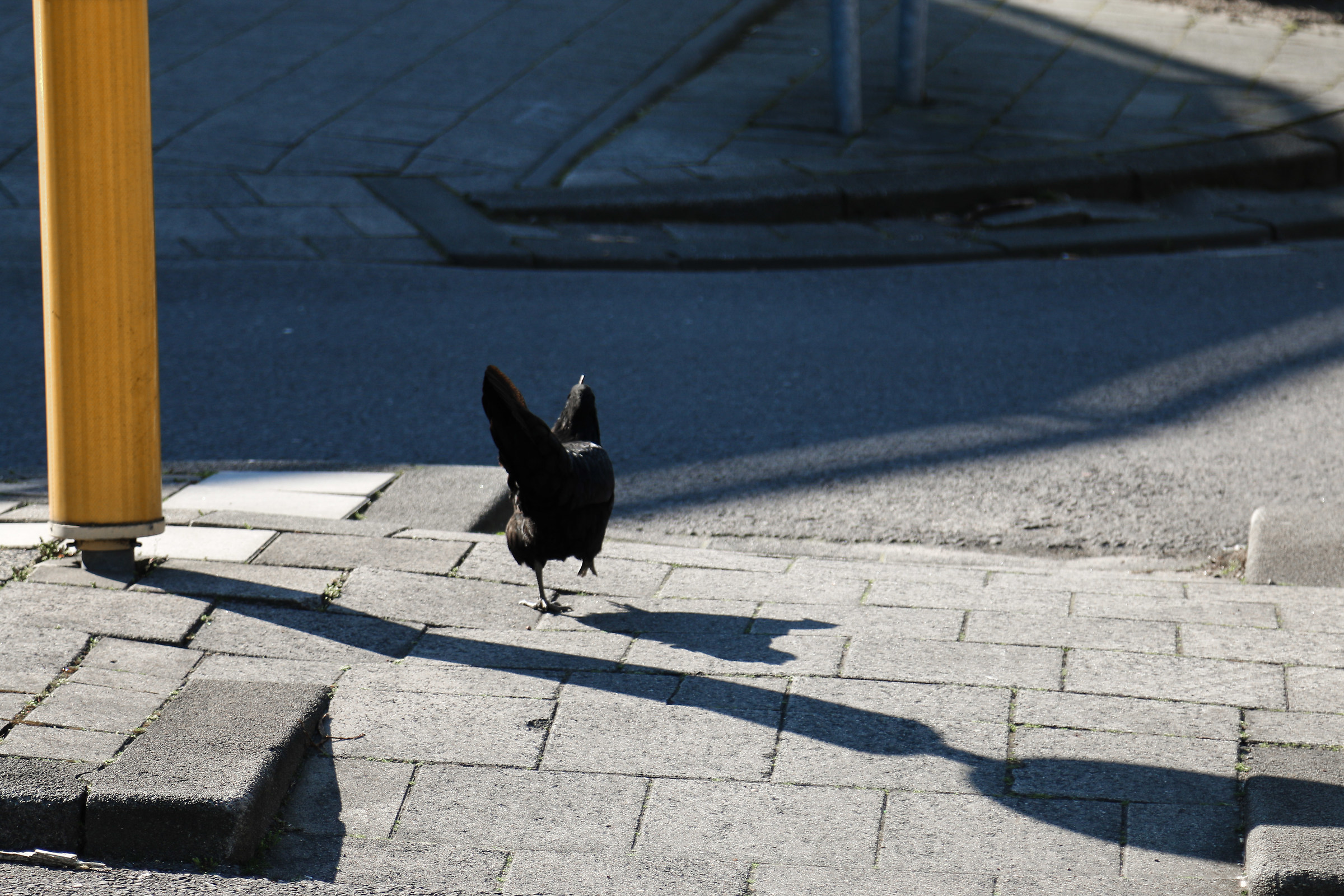 Black cock crossing the street