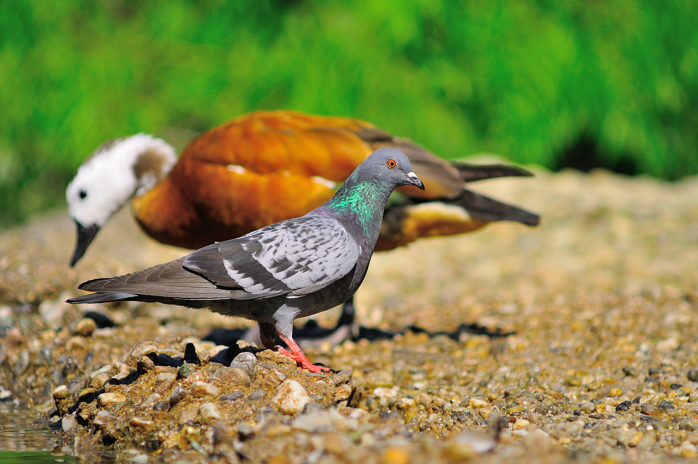centro cicogne e anatidi racconigi