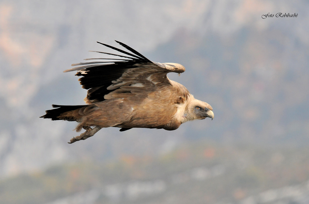 Lo sguardo rapace...