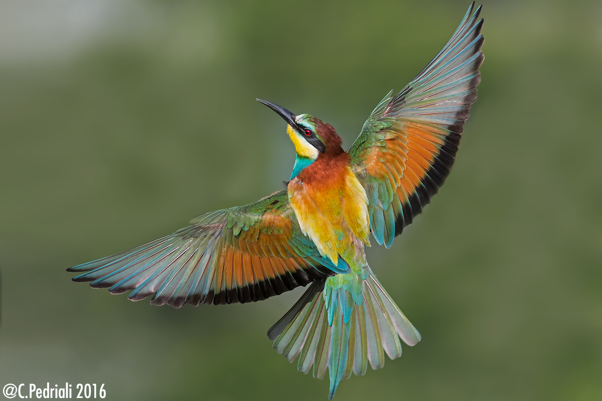 The colors of the Bee ..