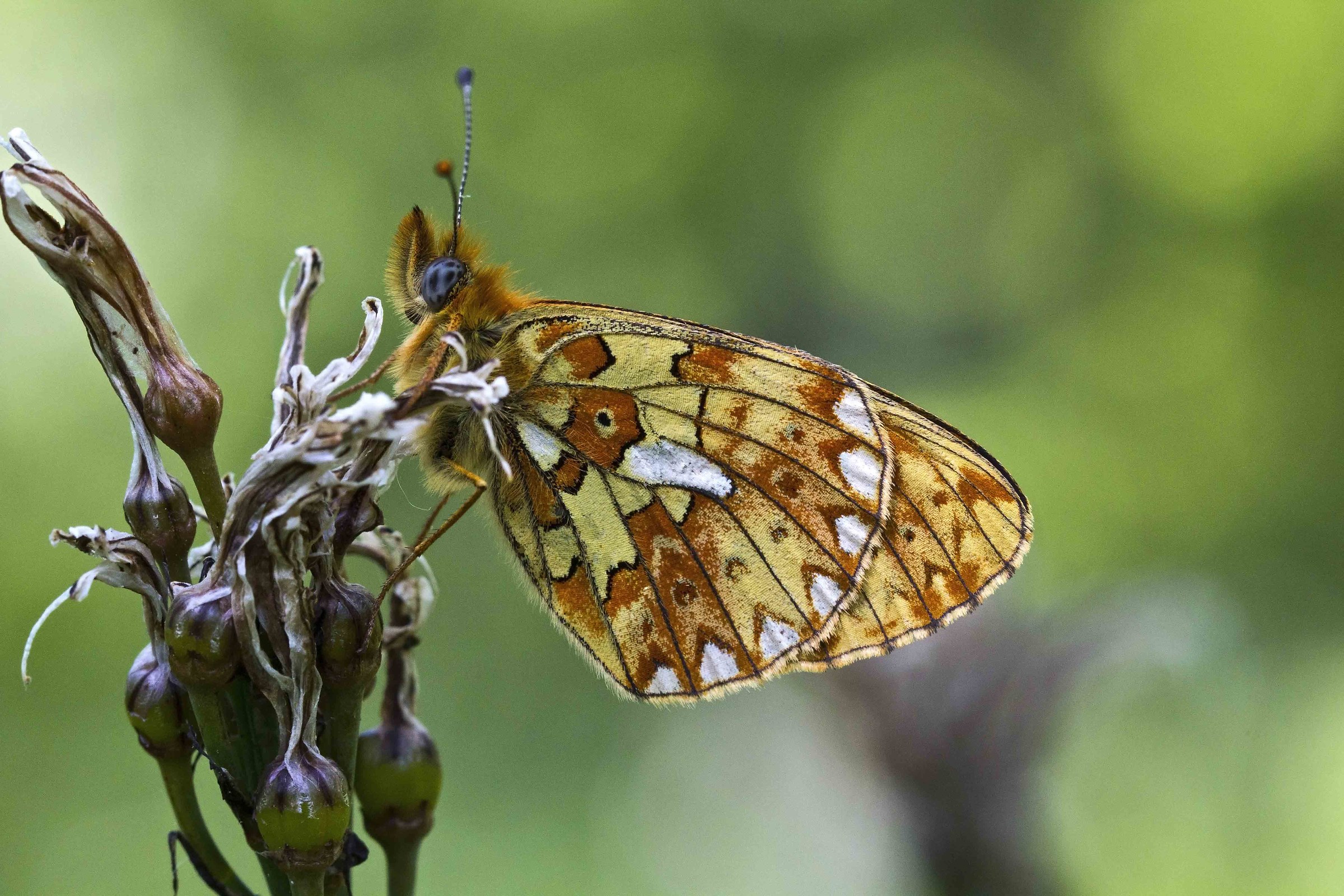 Different shades of orange