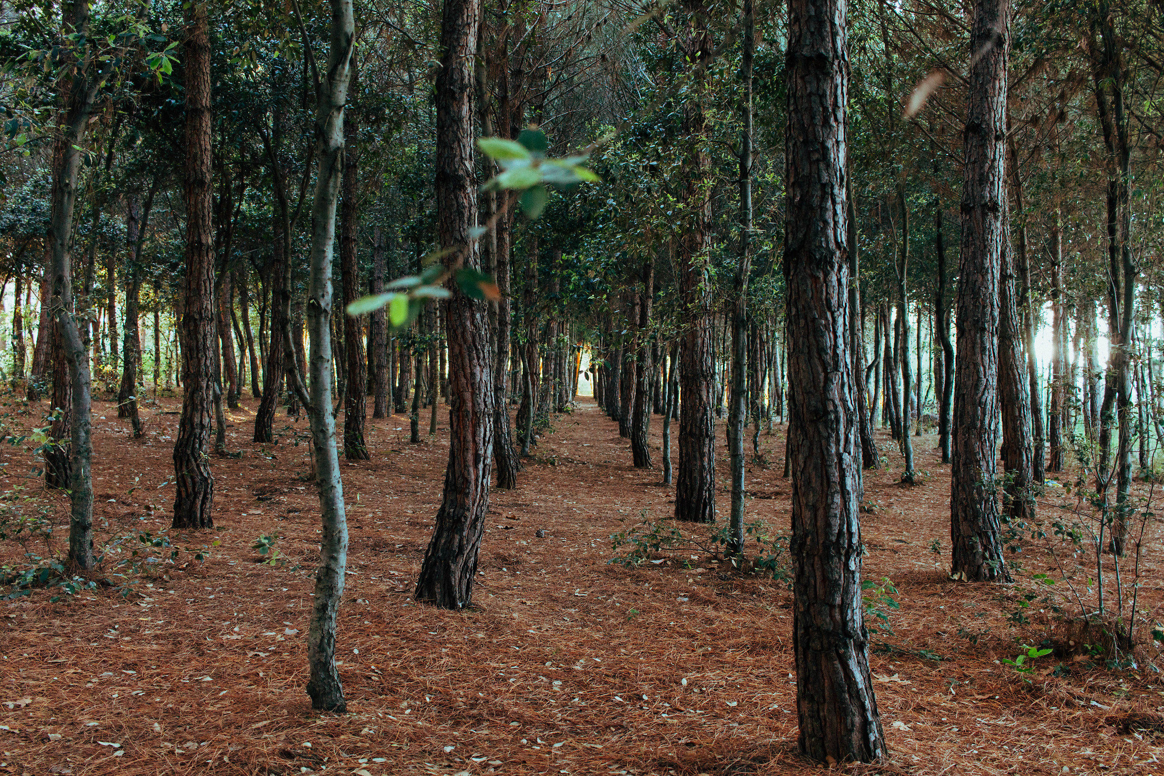 Non siamo gli alberi