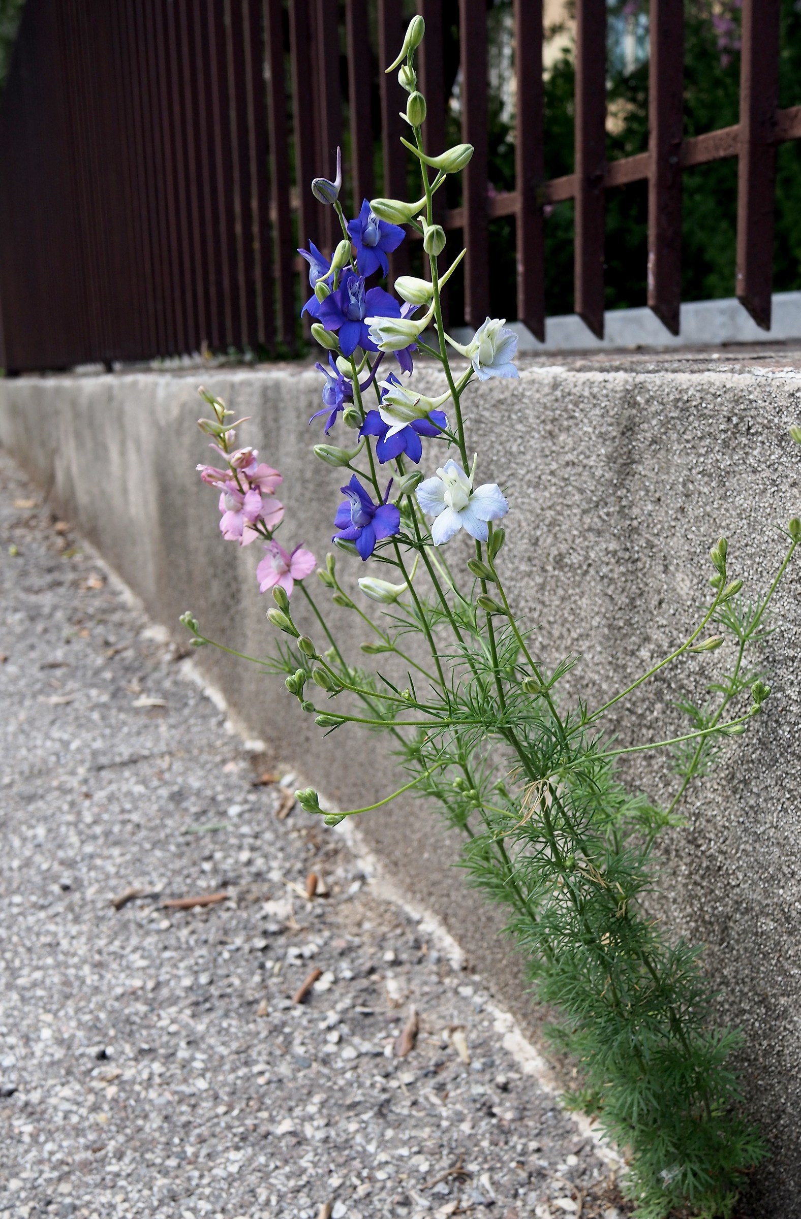 Three flowers in concrete