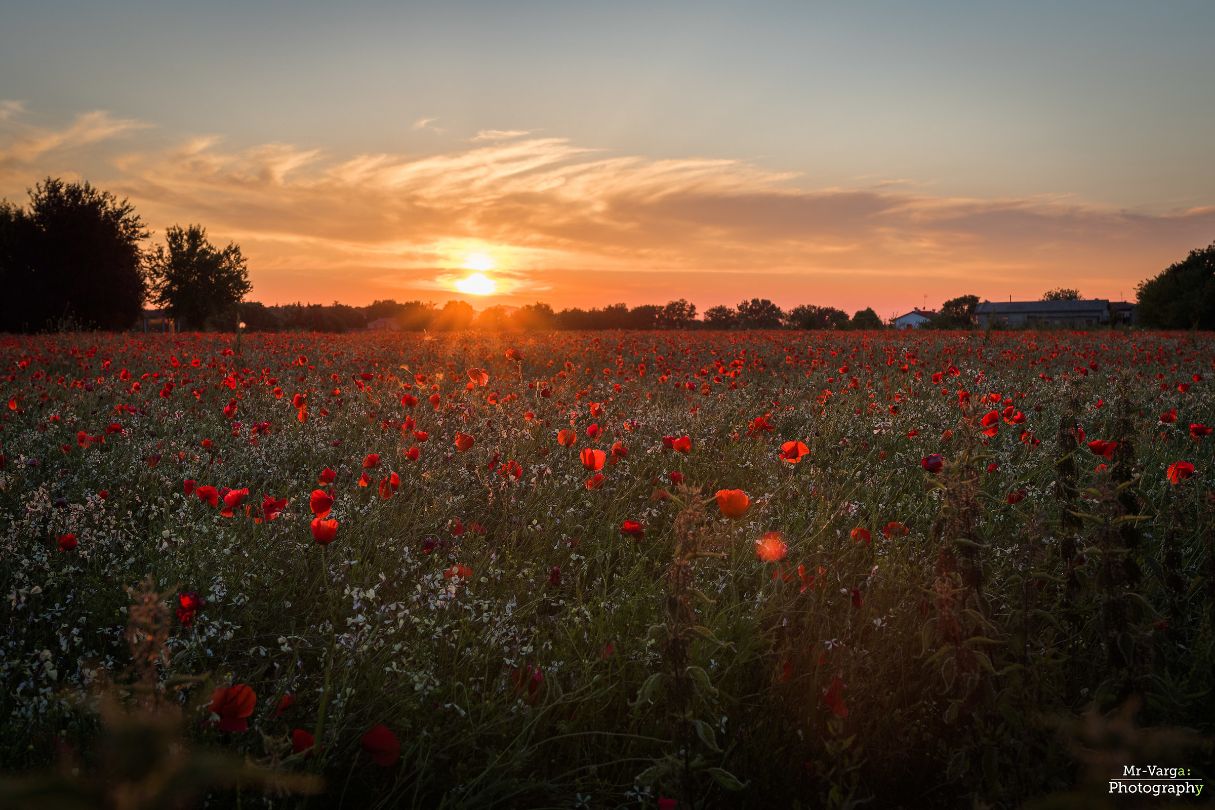 1000 papaveri rossi...