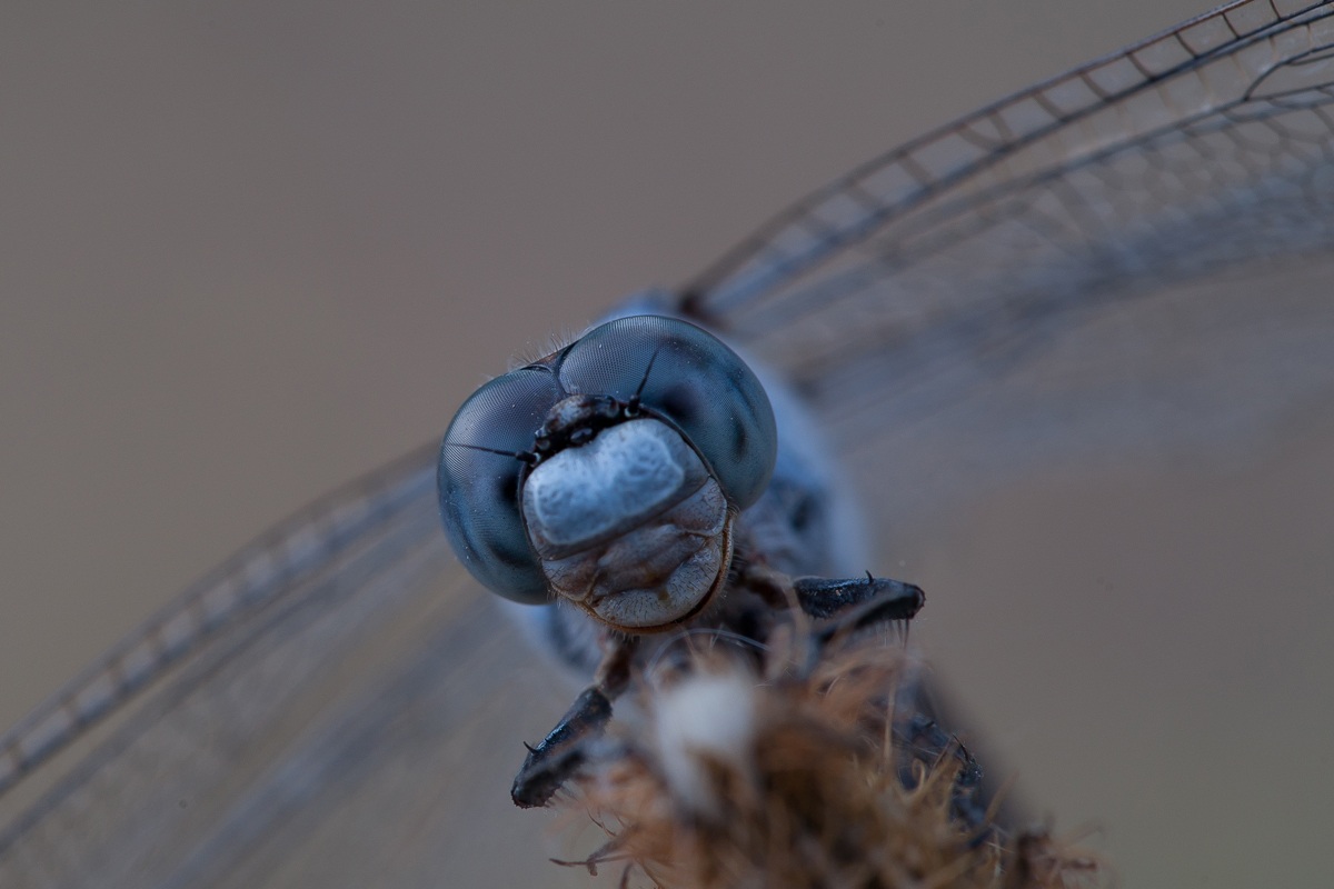 guardami stupido e.. baciami