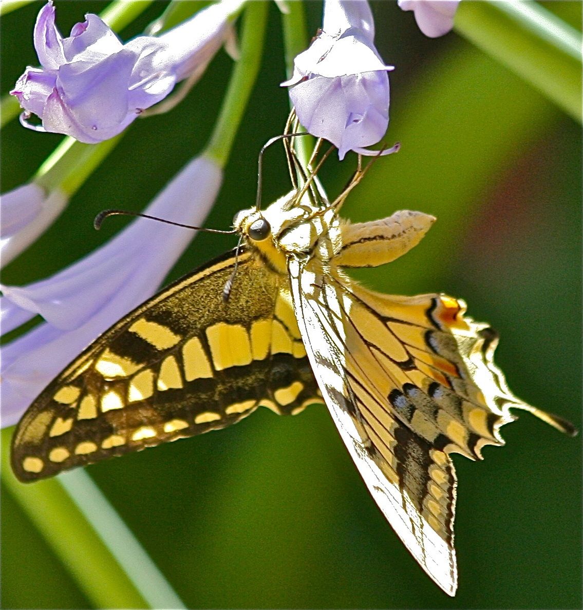 ... cos'è la gravità ? ...