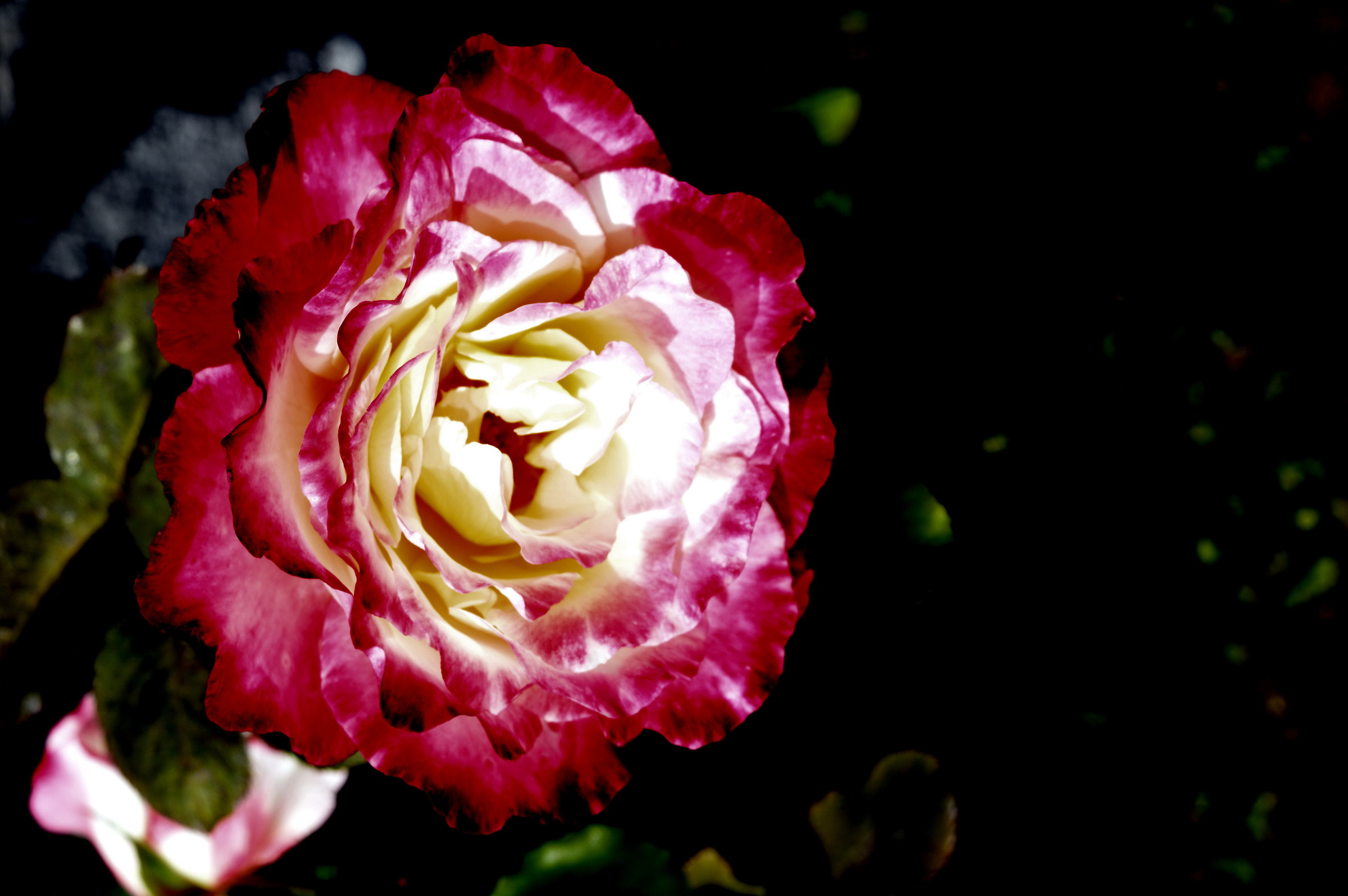 carnation flower