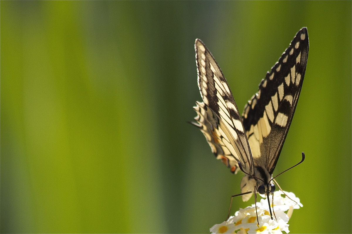 ... un mondo intero ...