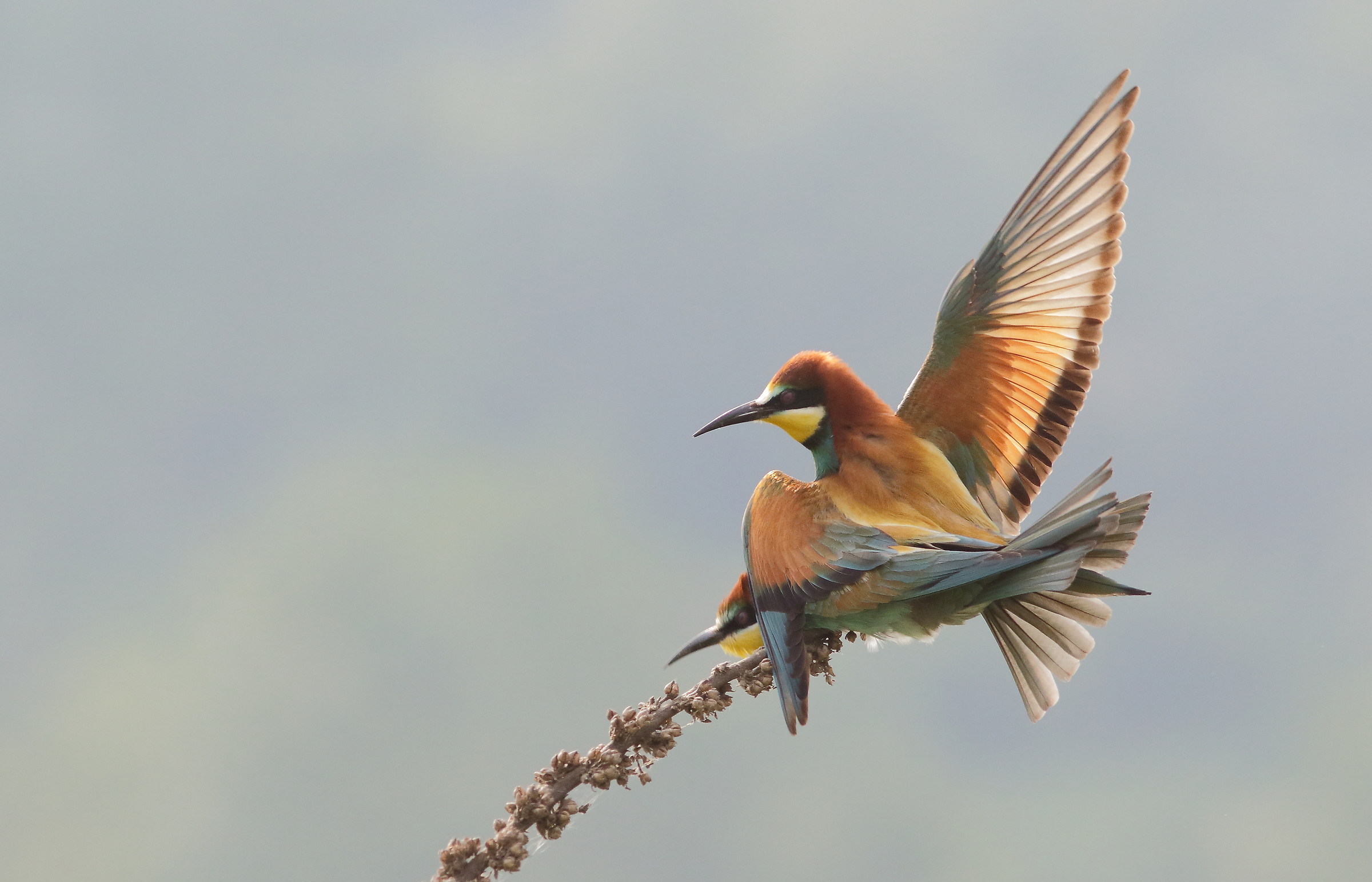 gruccioni,la schienata