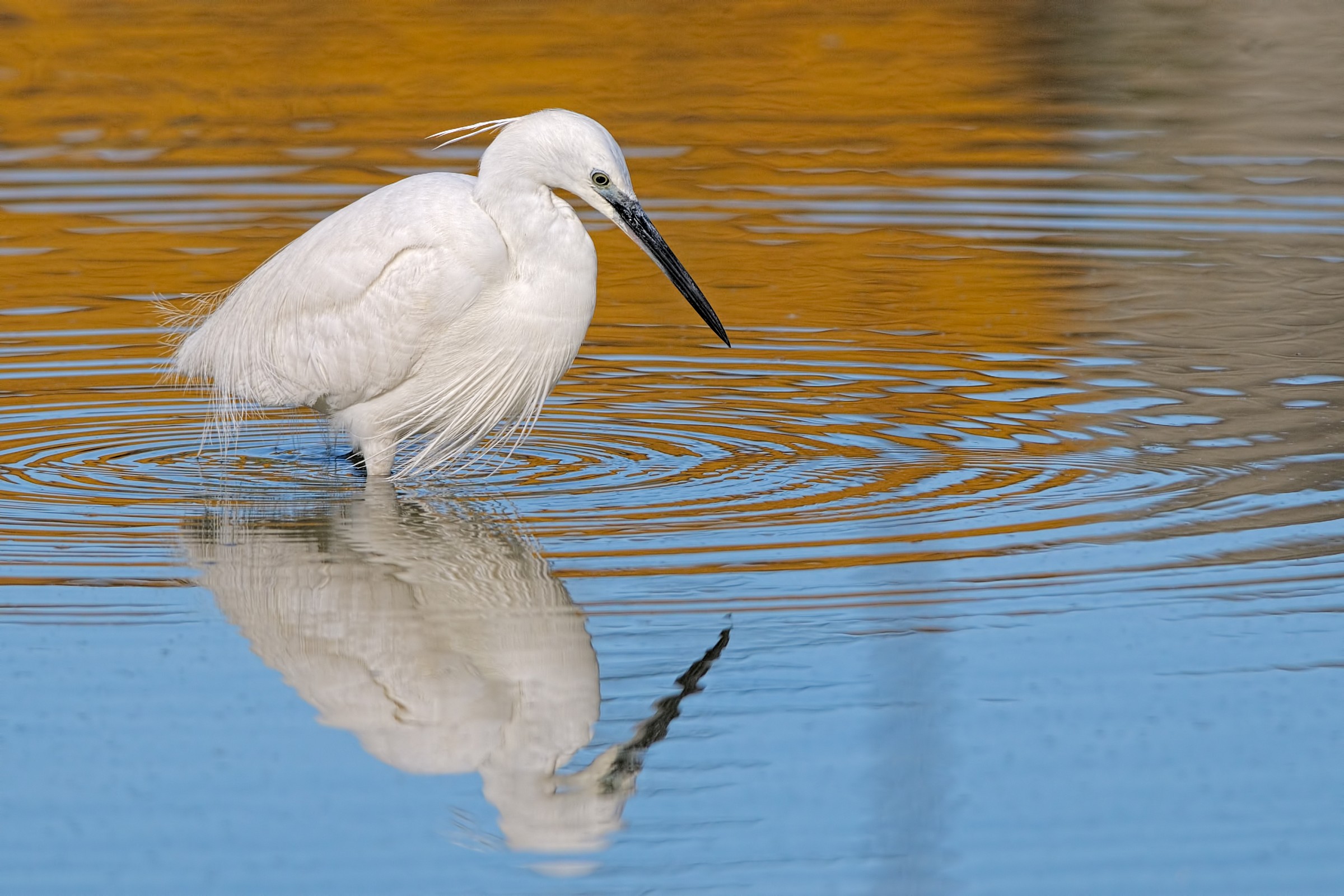 Egret egret Egretta