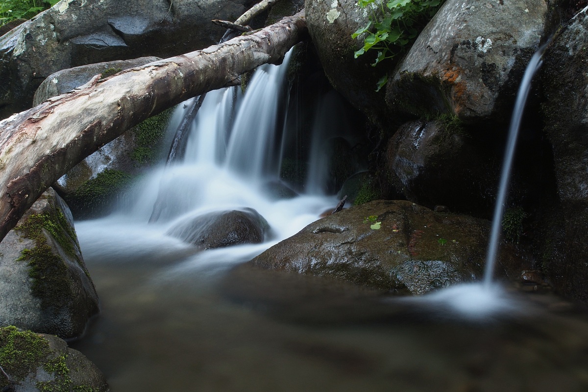 Ruscello nel sottobosco