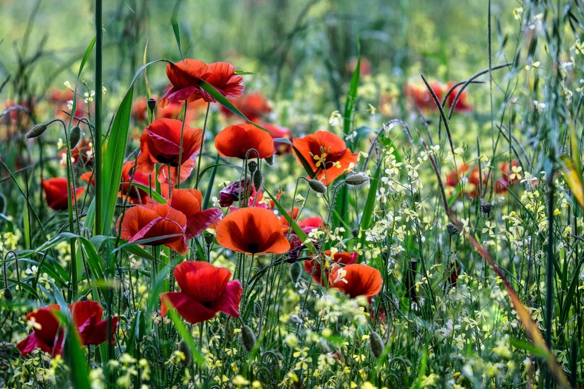 Red Symphony ..............