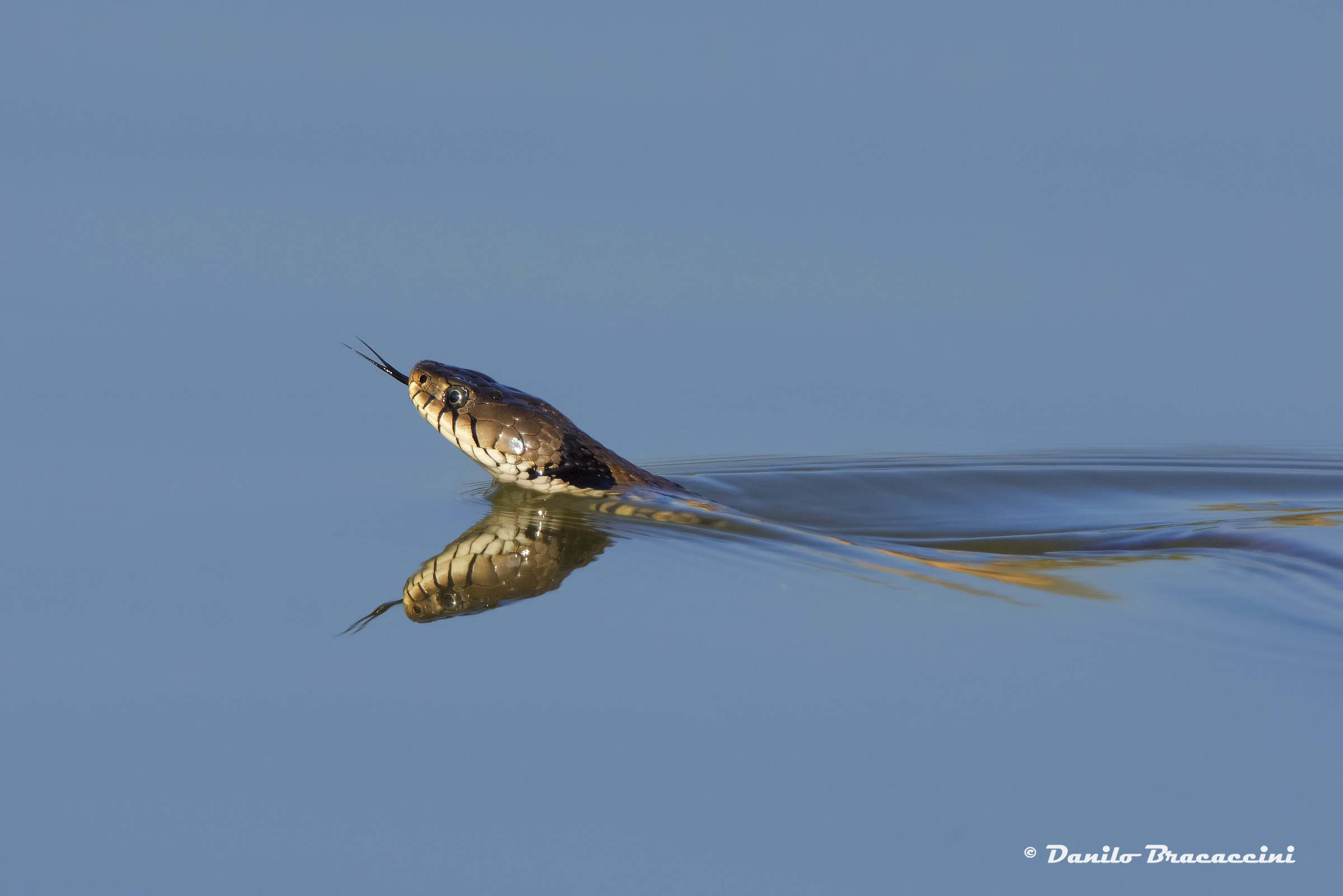 ... Between a volatile and the other ...