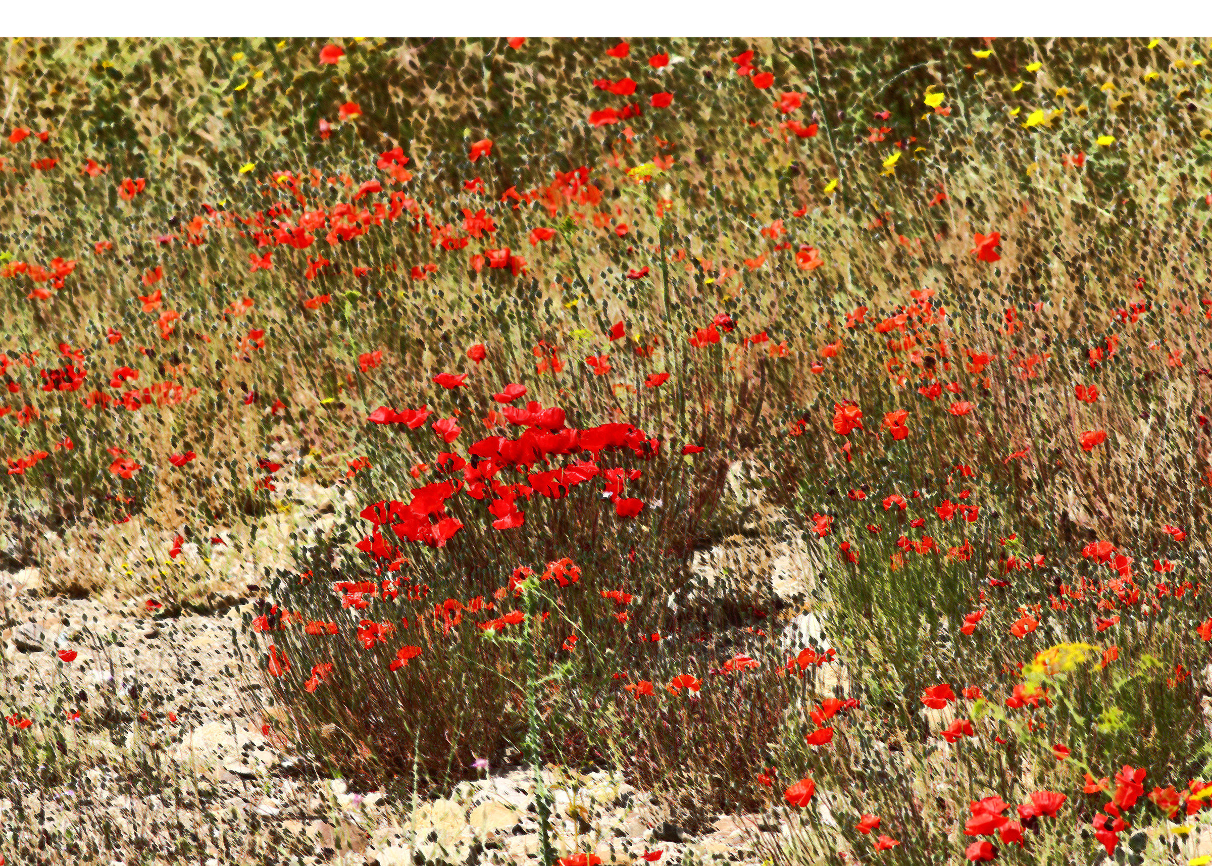 Sicily - "Impressionism Siculo".