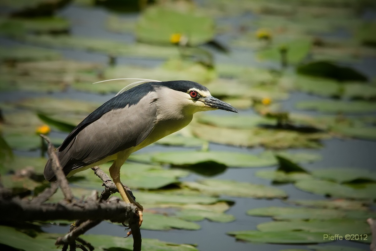 Night Heron ...