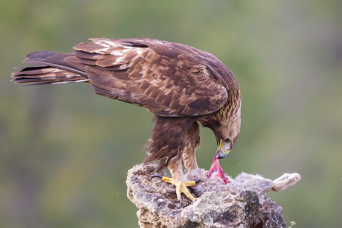 The meal of the queen
