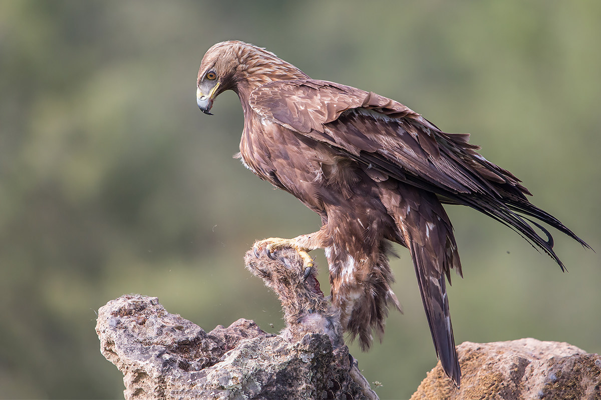 Golden Eagle