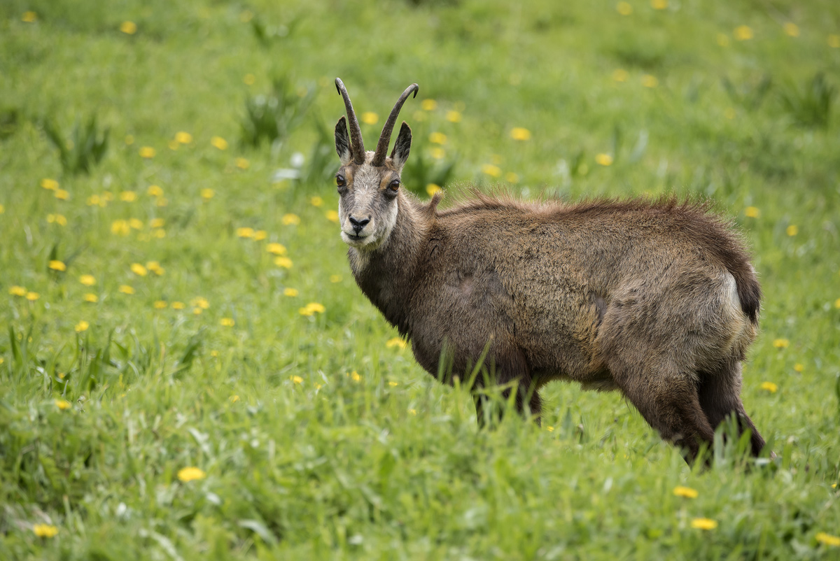 Chamois